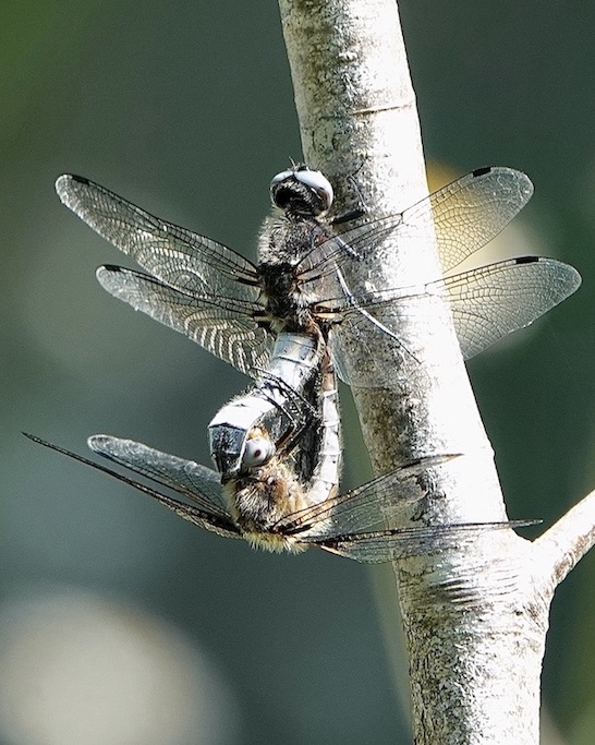 scarce chaser